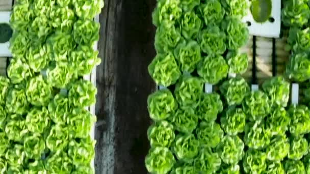 Modern bir serada büyüyen marul havadan görünümü — Stok video