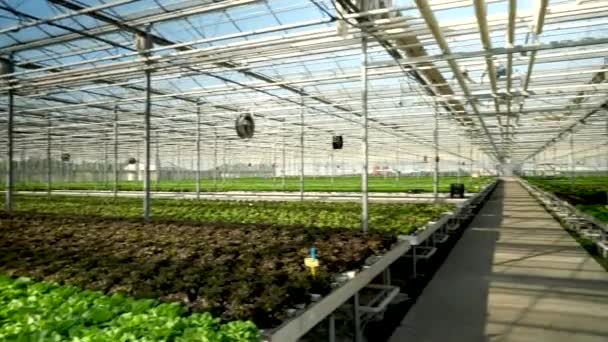 Aerial view with drone flying in a modern greenhouse — Stock Video