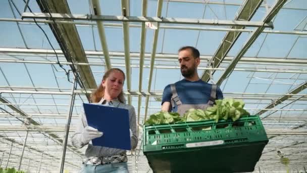 Zespół rolników mówi o uprawy ekologicznej ich zielonej sałatki — Wideo stockowe