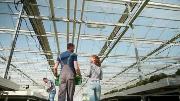 Les agriculteurs dans une serre avec une technologie moderne — Video