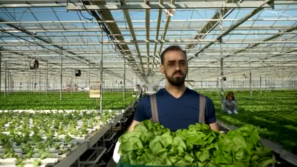 Agricultor em uma estufa andando com uma caixa — Vídeo de Stock