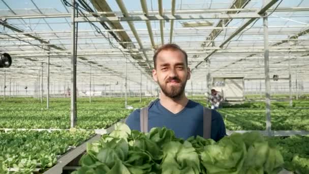 Mladý farmář ve skleníku nosí krabici se zeleným salátem — Stock video