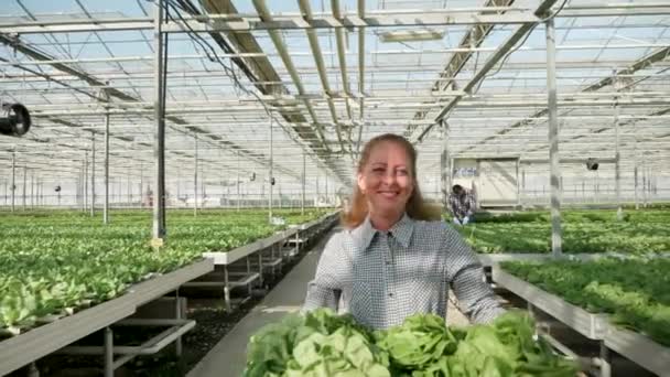 Woman farmer with a box of green salad after cultivation — Stock Video