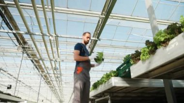 Bir kutu içinde yeşil salata hasat bir sera farmen