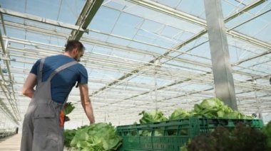 Modern teknoloji hasat ile bir sera çiftçi