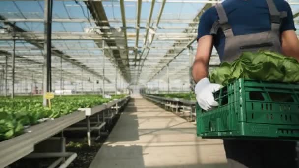 Zemědělský pracovník nosí krabici zeleného salátu ve skleníku — Stock video