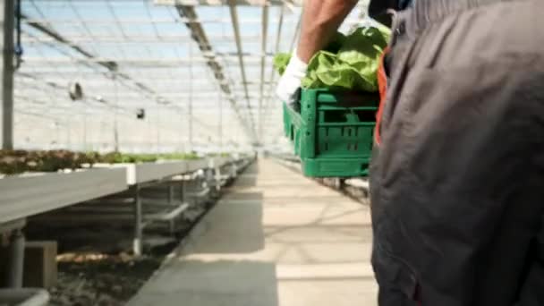 Jordbruksarbetare i ett växthus bär en låda med grönsallad — Stockvideo