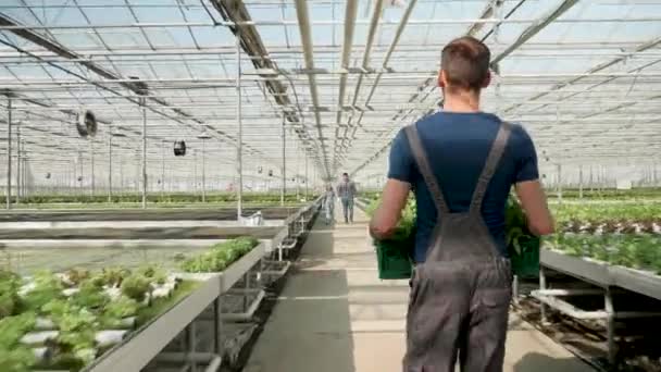 Agricultor en invernadero después del cultivo de ensaladas verdes — Vídeos de Stock