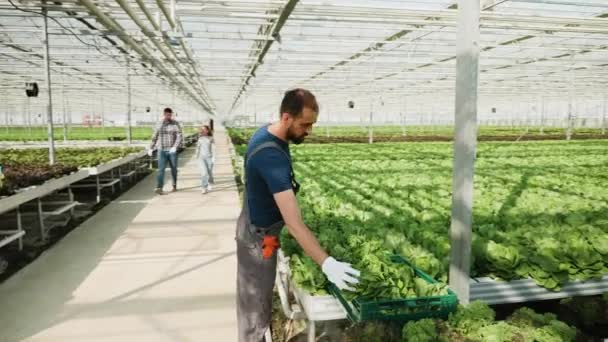 Boerderij arbeider in een kas oogst groene salade in een doos — Stockvideo