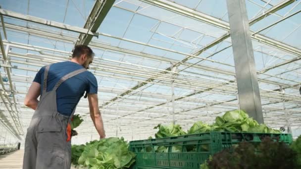 Zemědělec ve skleníku s moderní technologií — Stock video