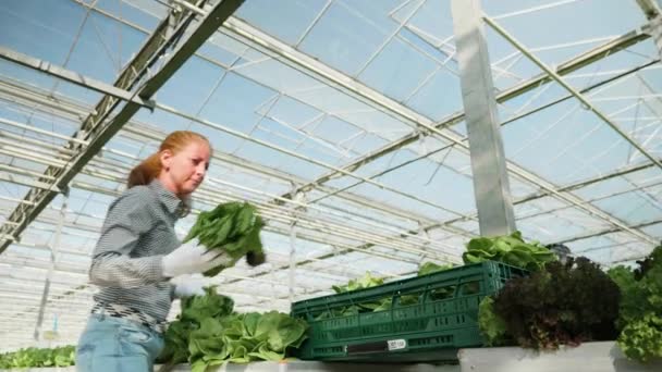 Female fermer in a greenhouse with modern technology — Stock Video