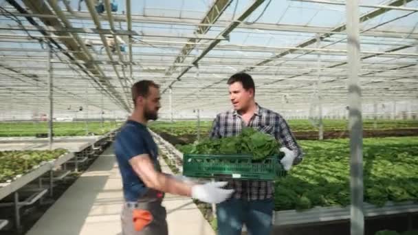녹색 샐러드 상자를 들고 걷는 농장 노동자 — 비디오