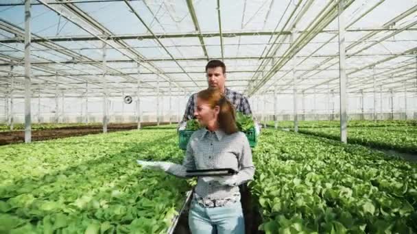 Ingenieros de agronomía y campesino caminando a través de una plantación de ensalada verde — Vídeos de Stock