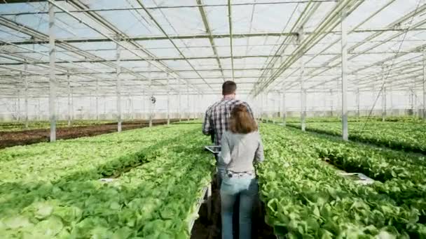 Back view of agronomy engineers walking in a greenhouse — Stock Video