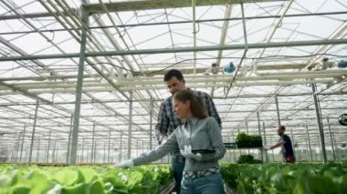 Orgranik tarım uzmanı yeşil salata bir ürün kontrol