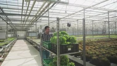 Bir serada çiftlik işçisi organik yeşil salata ile bir sepeti iterek