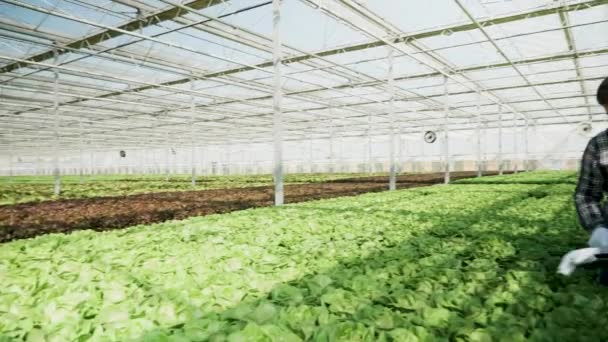 Expertos en agronomía en invernadero controlan cultivos — Vídeo de stock