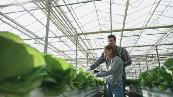 Ingenieros agrónomos comprobando una producción de ensalada ecológica ecológica — Vídeo de stock