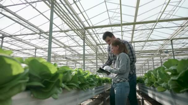 Agricultores que usam tecnologia moderna para verificar a cultura da salada verde orgânica — Vídeo de Stock