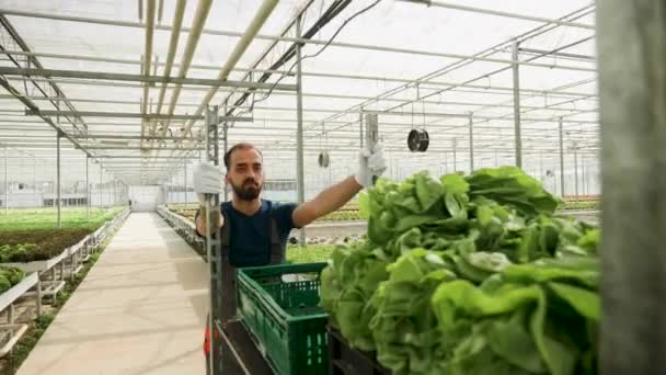 Ouvrier agricole poussant un chariot avec salade verte après la récolte — Video