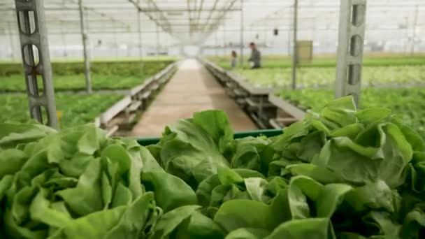 Carro con ensalada verde orgánica empujada por el trabajador agrícola — Vídeo de stock