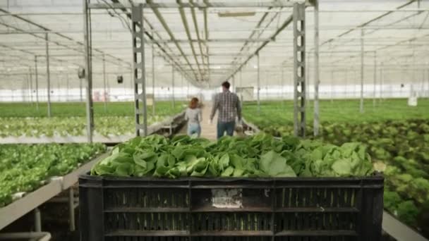 Fazenda trabalhando empurrando um carrinho com salada verde orgânica — Vídeo de Stock