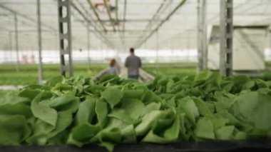 Bir serada pused organik yeşil salata ile Sepeti