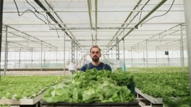 Bir serada yeşil salata ile bir araba ile yürüyüş Adam