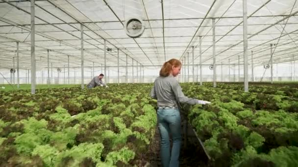 Bir serada yürüyen kadın tarım uzmanı yeşil salata yı kontrol ediyor — Stok video