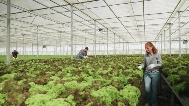Інженер-агрономік оглядає вирощування салатних культур — стокове відео