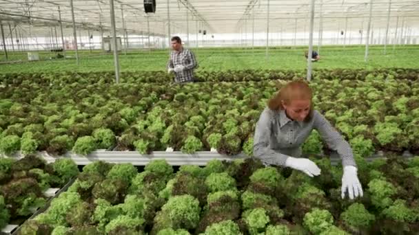 Landarbeiterin inspiziert grünen Salat im Gewächshaus — Stockvideo