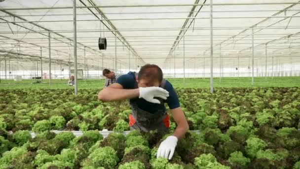 Agricoltore che controlla la crescita dell'insalata verde — Video Stock