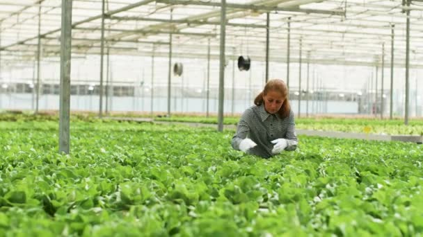 Agrónoma femenina inspeccionando una cultura de ensalada verde — Vídeo de stock