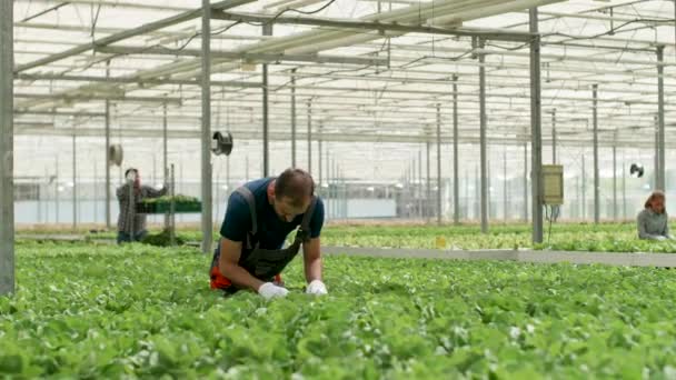 Agronom, kontroluąc wzrost ekologicznej zielonej sałatki — Wideo stockowe