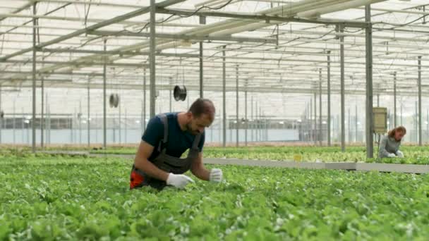 Agronomista em estufa inspecionando o solo — Vídeo de Stock