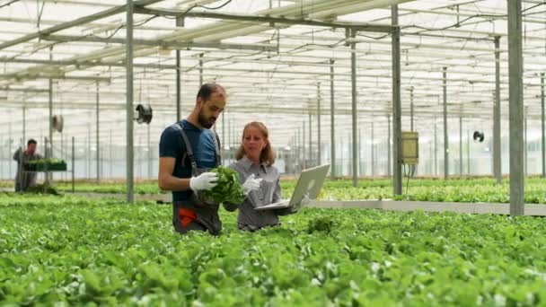 Team av agronomi ingenjörer som arbetar i ett modernt växthus — Stockvideo