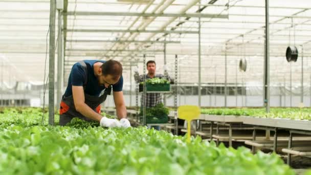 Trabajadora de invernadero hablando con una agrónoma — Vídeo de stock