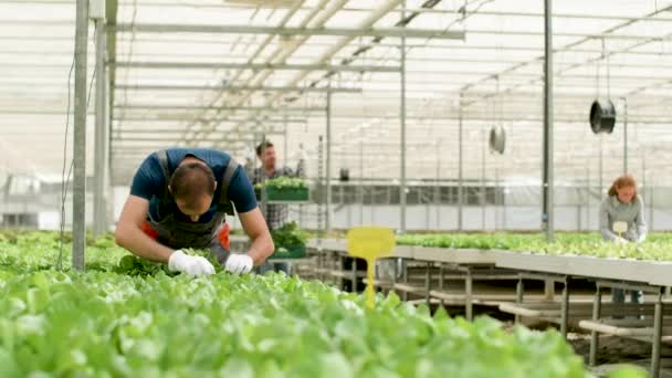 Hombre trabajando en un invernadero para el cultivo de ensaladas verdes — Vídeo de stock