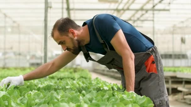 Trabalhador agrônomo inspecionando salada verde orgânica em estufa — Vídeo de Stock