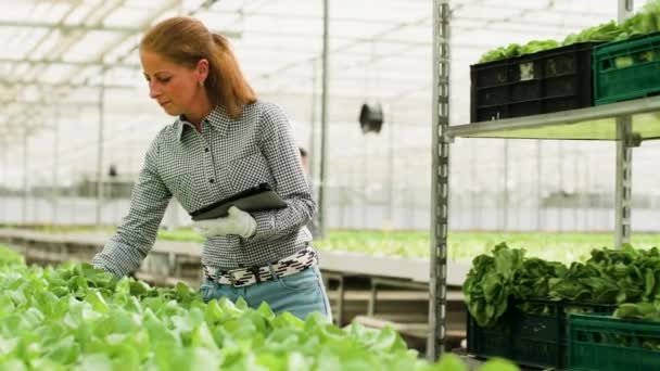 Trabajadora agrícola escribiendo datos sobre tabletas de ensalada verde orgánica — Vídeos de Stock