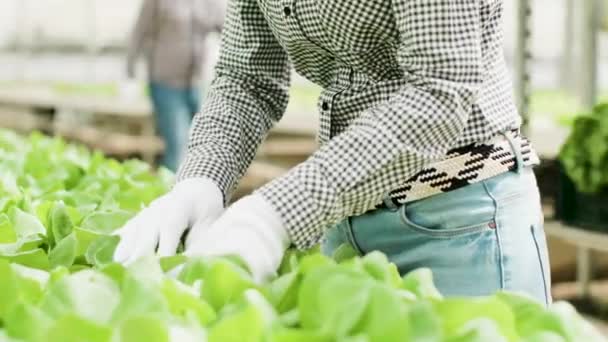 Närbild av kvinnlig lantarbetare i ett växthus — Stockvideo