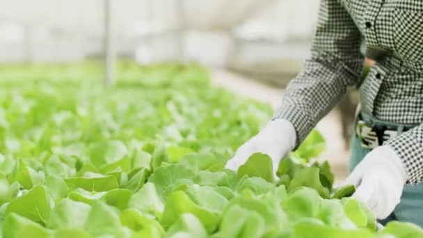 Nahaufnahme einer Landarbeiterin, die grüne Salatpflanzen inspiziert — Stockvideo