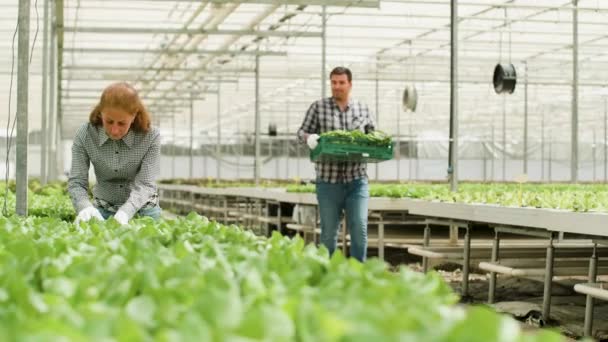Zemědělský pracovník nosí krabici zeleného salátu ve skleníku — Stock video