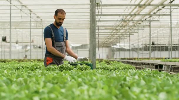 Αγροτικός εργάτης συγκομιδής βιολογικής πράσινης σαλάτας σε κουτί — Αρχείο Βίντεο
