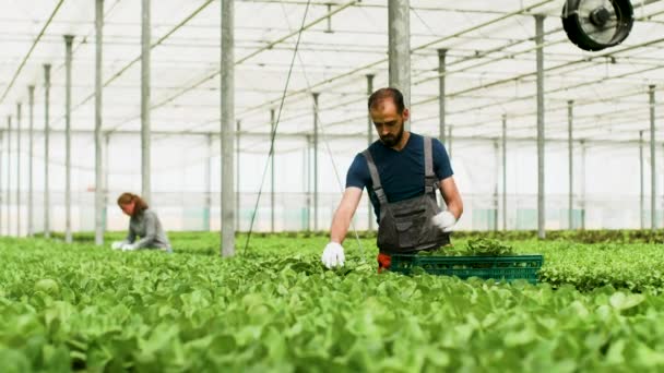 Trabalhador agrícola masculino colhendo salada verde orgânica na caixa — Vídeo de Stock