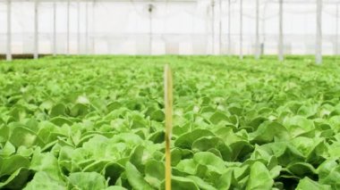 Toprakta yetişen organik yeşil salata ile sera