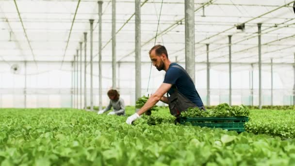 エコロジー温室でグリーンサラダを収穫する男性農場労働者 — ストック動画