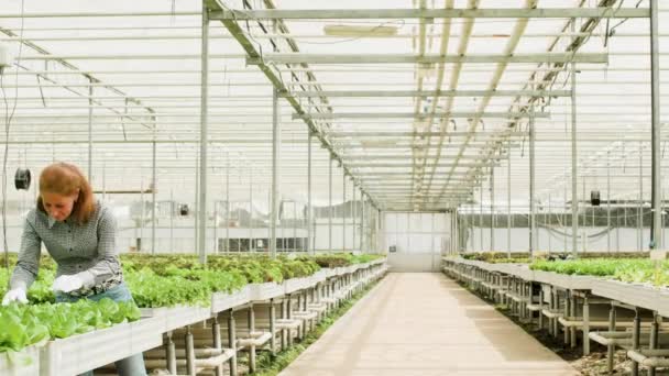 Bir sepeti iterek ve yeşil salata ile bir kutu taşımak çiftlik işçileri geri görünümü — Stok video