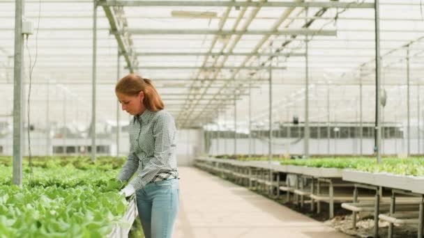 Female agronomist in a greenhouse with modern irrigation system — Stock Video