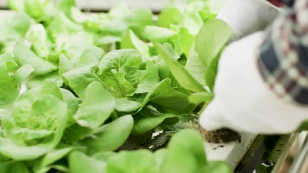 Close-up van Agricultor in kas met biologische groene salade — Stockvideo